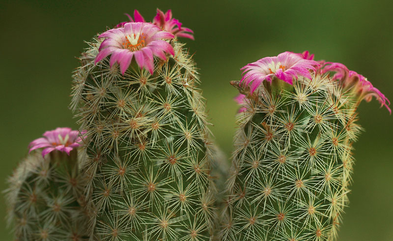 Escobaria chihuahuensis subsp. henricksonii